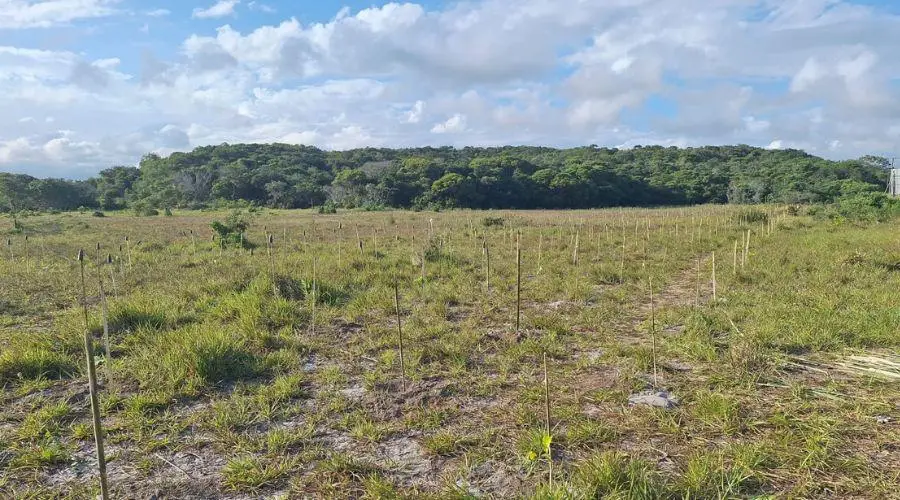 Vila Velha inicia plantio de 50 mil mudas em área de preservação