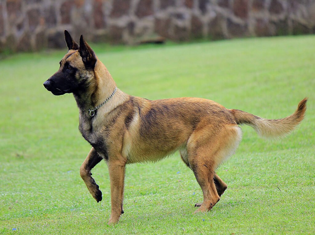 Quais são as raças mais inteligentes do mundo? Veja o ranking completo feito por estudos e se surpreenda!