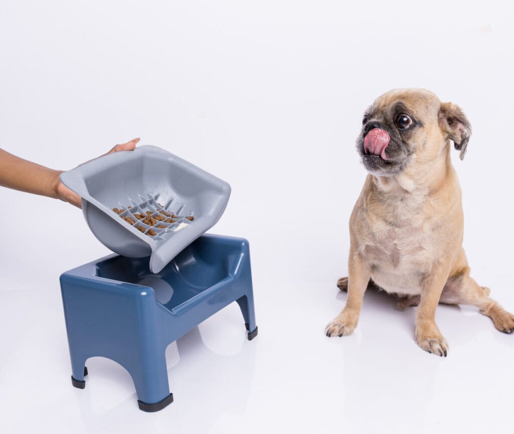SafeBowl: conheça o comedouro criado para melhorar a alimentação dos cães de focinho curto!