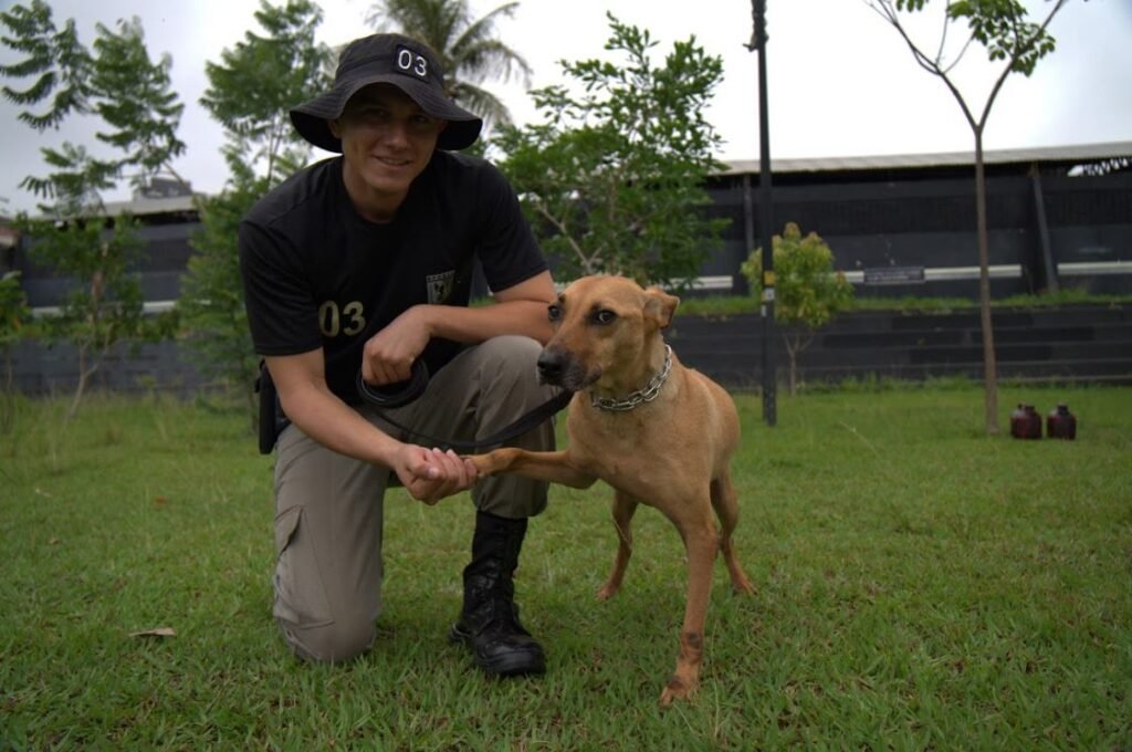 Polícia Militar cria programa pioneiro de adestramento e adoção de cães de rua em Goiânia. Veja como funciona!