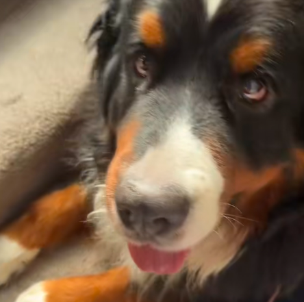 Cachorro encontra filhote de gambá em sua pelagem: veja o vídeo