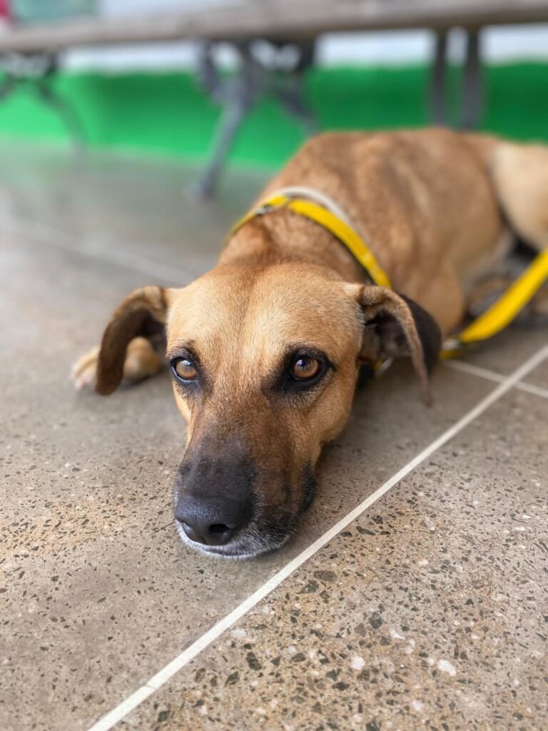 Caramelo “Costelinha”, resgatado em Fortaleza, foi adotado por família da Suíça. Veja essa história