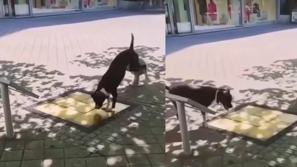 Cão vira artista de rua ao pular em placas musicais na Alemanha: veja o vídeo viral!