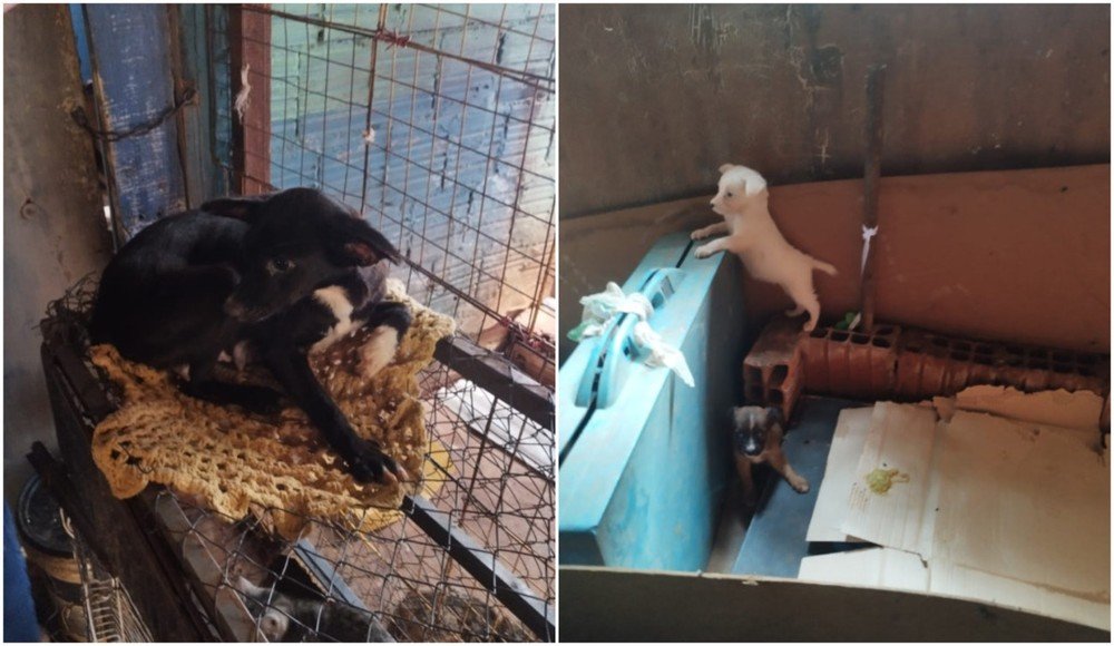 operação resgata 15 animais em condições terríveis. veja caso