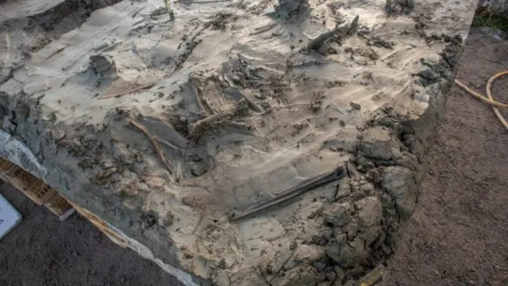 esqueleto de cão e adaga podem estar ligados a ritual da Idade da Pedra na Suécia. Veja essa descoberta!