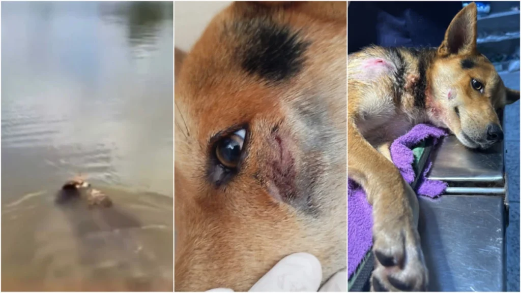 Jacaré ataca cão em lagoa em Belo Horizonte. Leia opinião dos moradores locais!