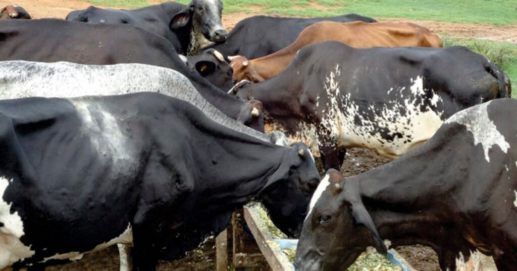 G1 - Concurso de Qualidade do Leite e Café dão prêmios de até R$ 6 mil, em Cachoeiro