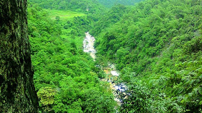 Cães farejadores contra crimes na vida selvagem na Índia: conheça o programa