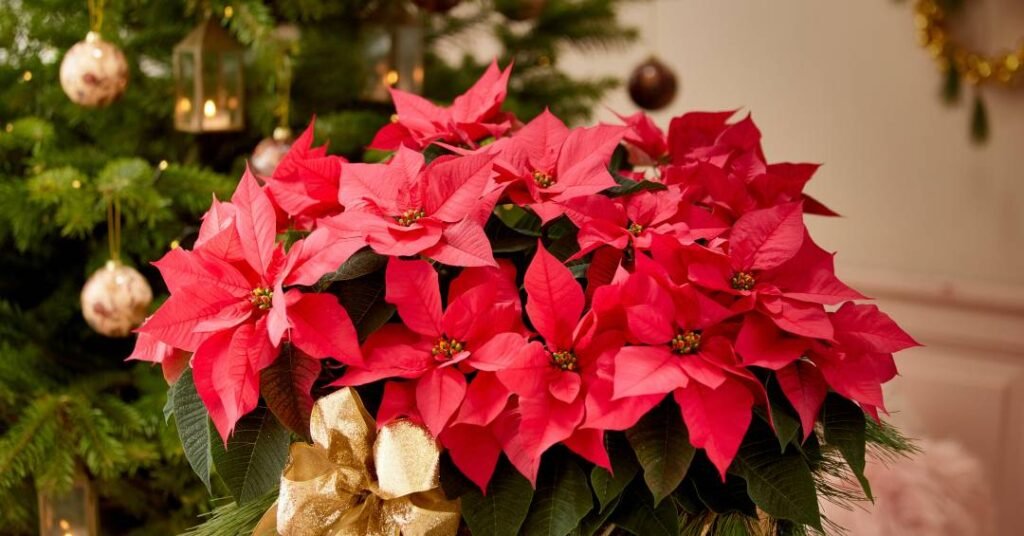 Natal tropical: flores e plantas brasileiras que substituem o pinheiro