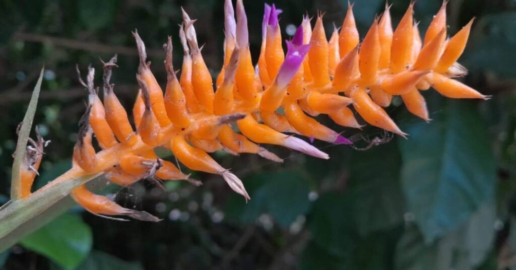 Nova espécie de bromélia é descoberta no Jardim Botânico do Rio!