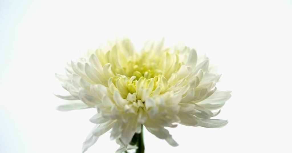 Paz e prosperidade: as flores com os melhores significados para a sua decoração de Ano Novo