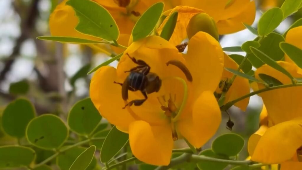 Conheça espécie de abelha que só tem no ES e corre risco de extinção