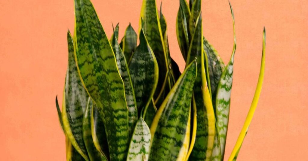 Plantas para renovar as energias e receber 2026 com boas vibrações