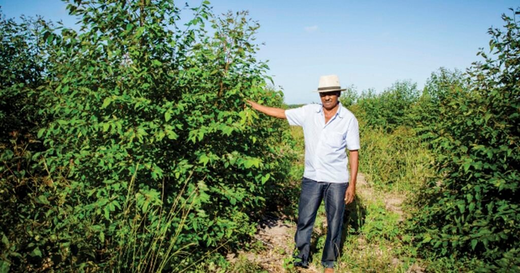 G1 - Crescendo com o eucalipto