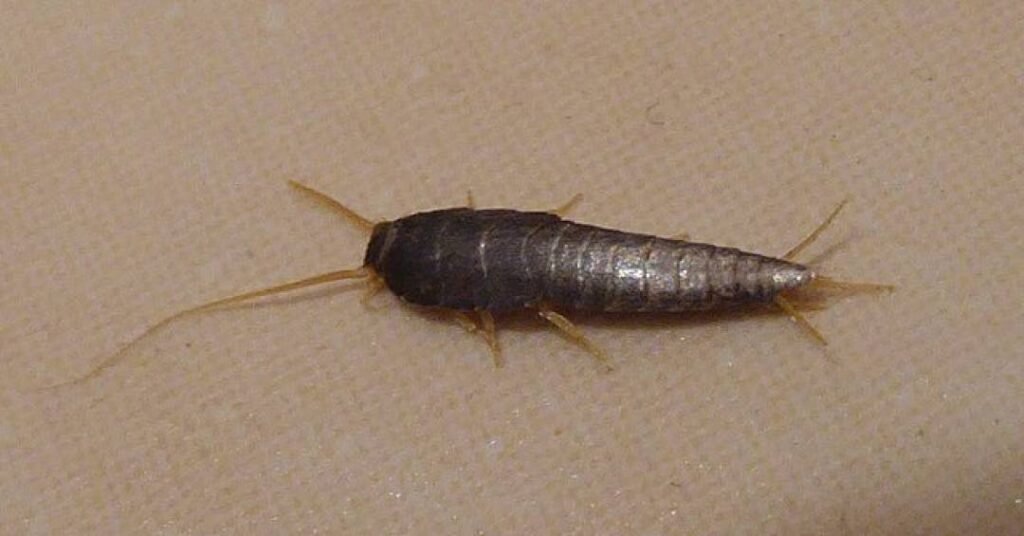 Guia definitivo: como eliminar traças de roupas, livros e armários