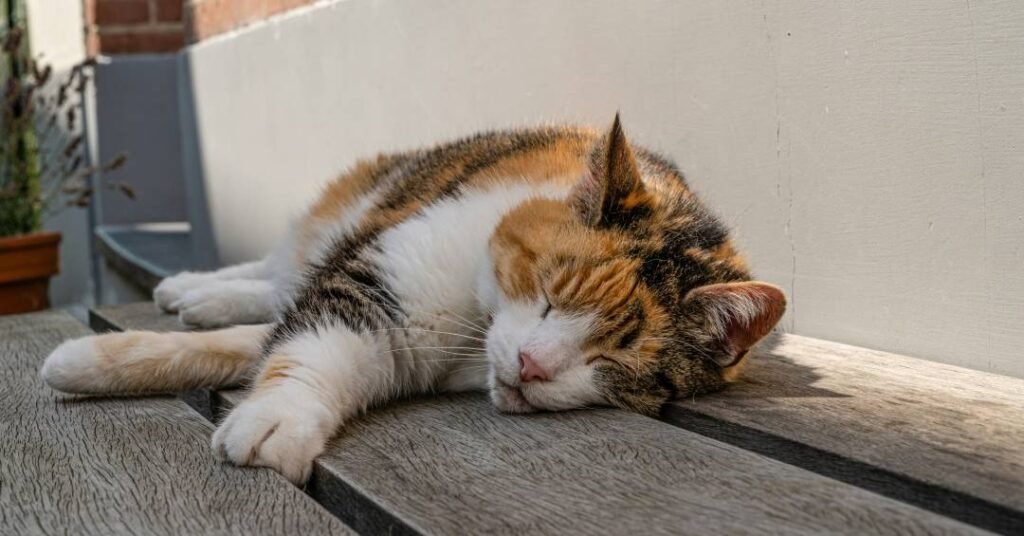 5 dicas para dormir melhor no calor intenso do verão