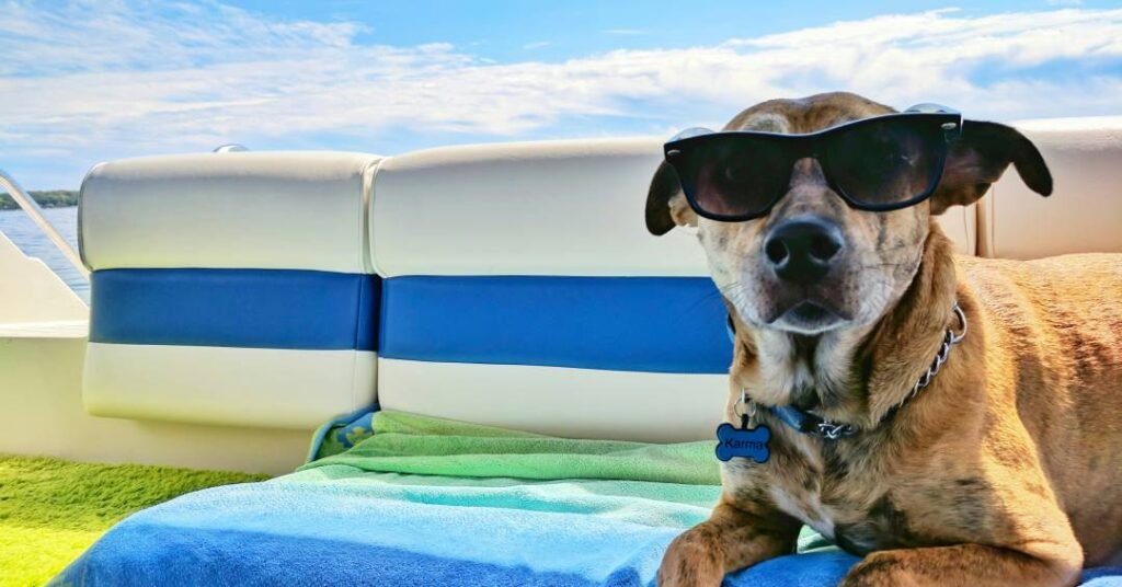 Dicas para manter os pets refrescados e saudáveis no verão