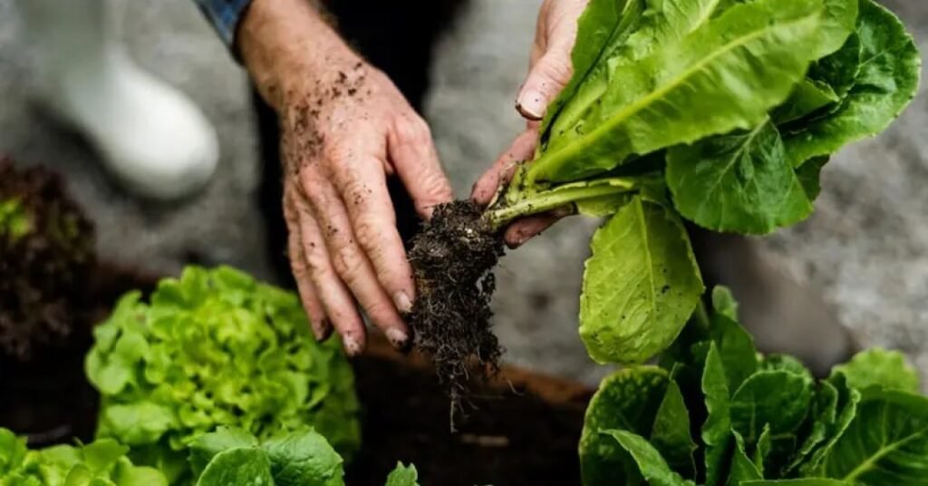 Comece hoje o seu jardim detox!