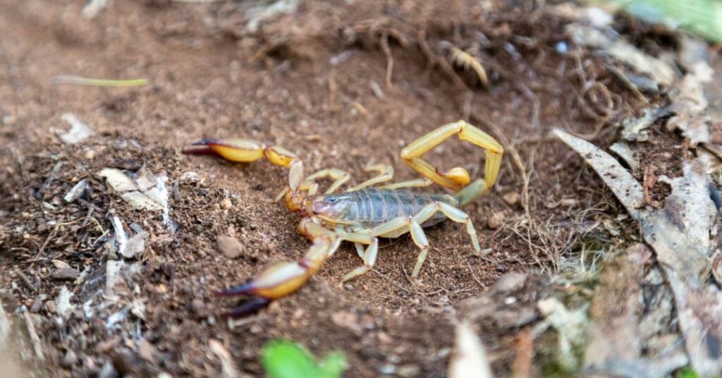 Seu jardim pode estar atraindo escorpiões! Veja quais plantas evitar