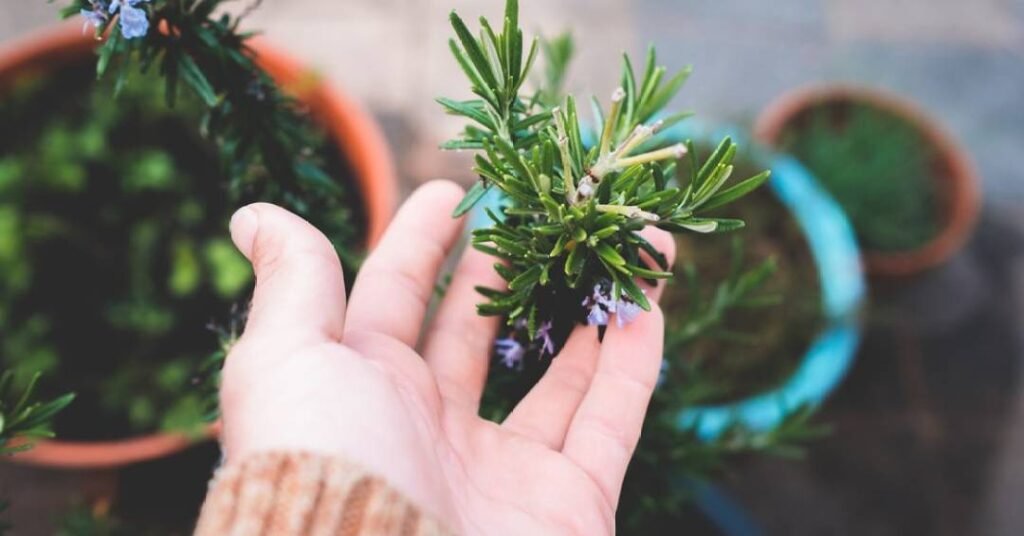 Desvende o poder das plantas: espécies para limpeza e proteção energética essencial