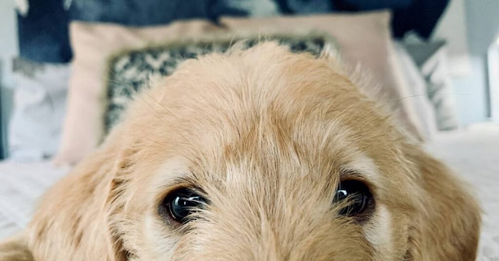 Seu cachorro está destruindo o sofá? Veja o que pode estar causando o problema