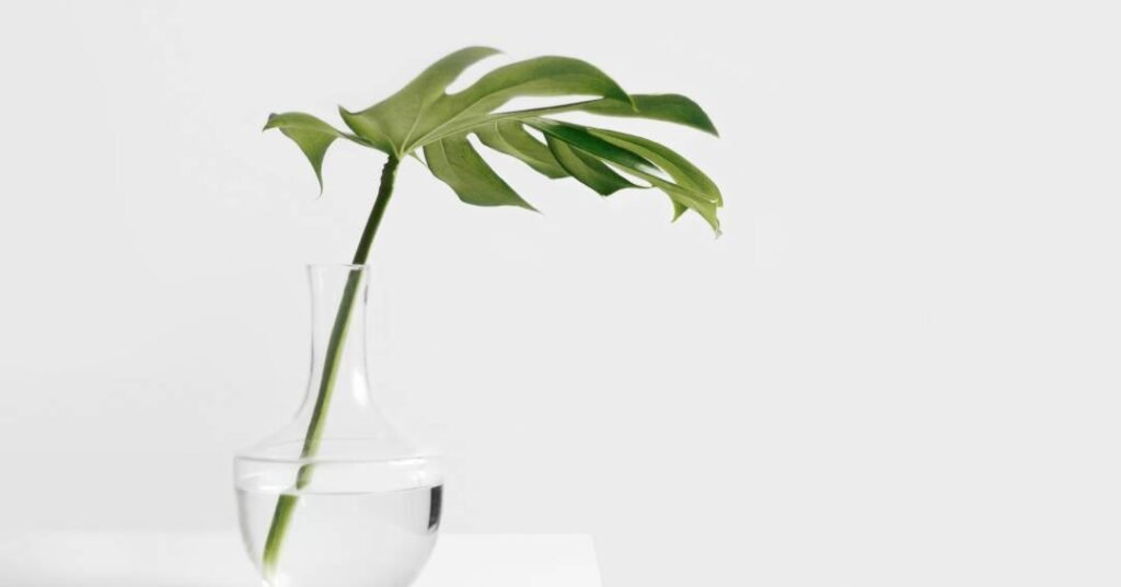 Feng Shui: 5 alertas que mostram que sua casa precisa de renovação