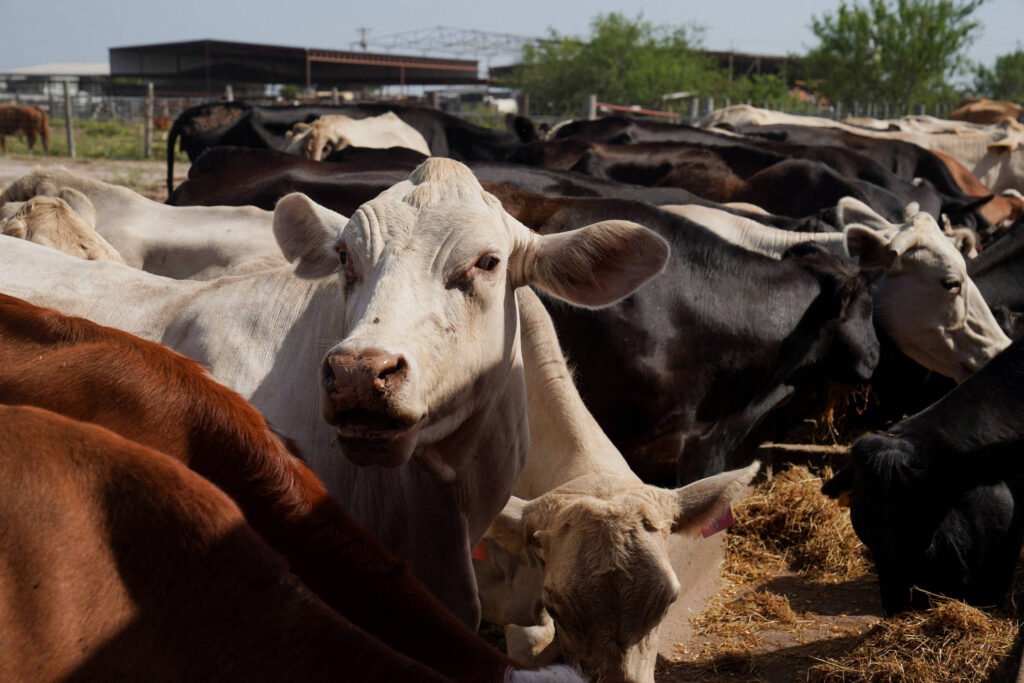 Queda do rebanho nos EUA embaralha ainda mais a pecuária mundial - 02/02/2026 - Vaivém