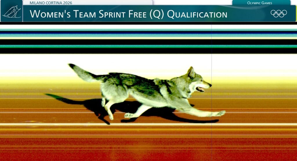 Cão invade pista, confunde sensor e altera resultado do Brasil