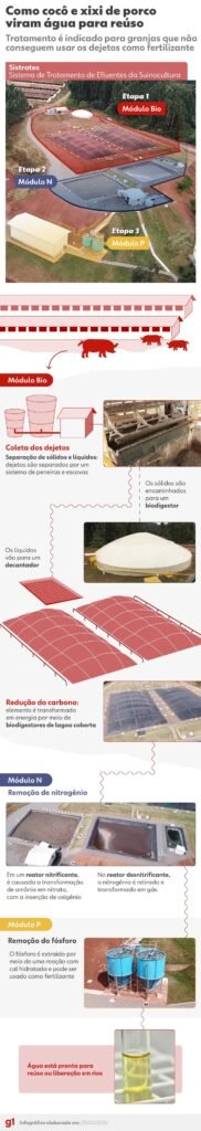 Cocô e xixi de porcos podem virar água potável (e até mesmo cerveja) com sistema de tratamento; entenda