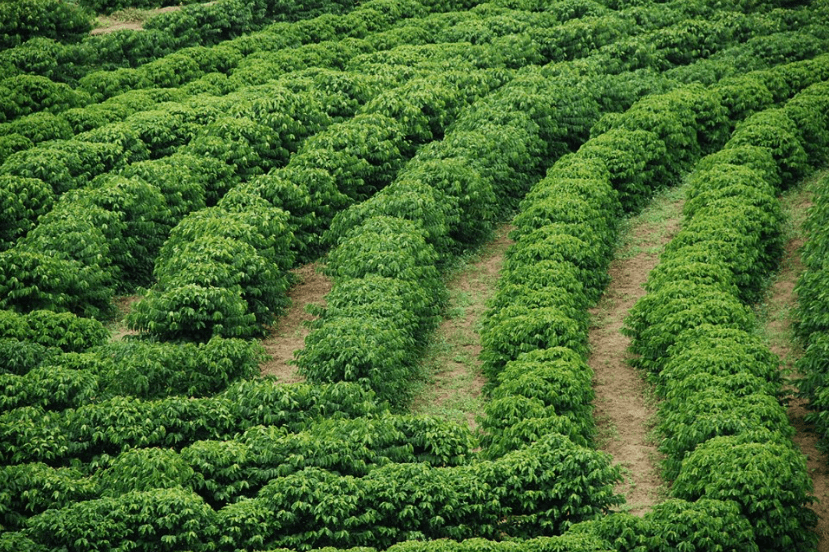 Projeto fortalece produção e qualidade do café capixaba