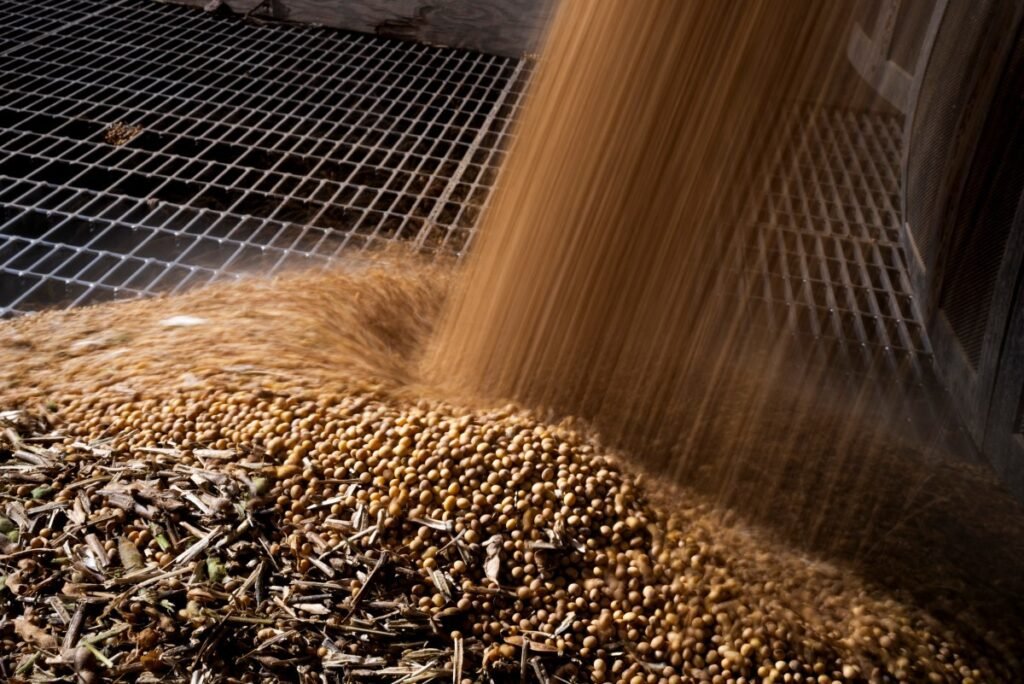 Como cientistas editam o DNA da soja para torná-la mais resistente ao calor