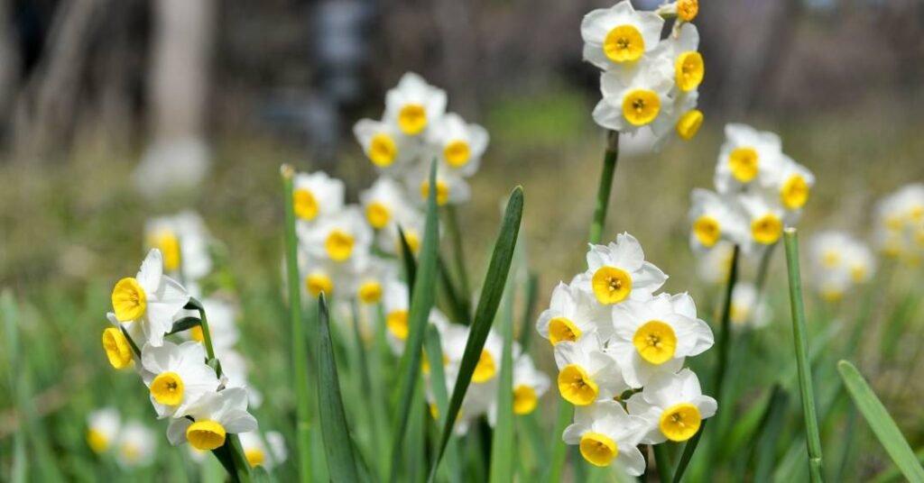 Qual é a flor de março e dos signos Peixes e Áries