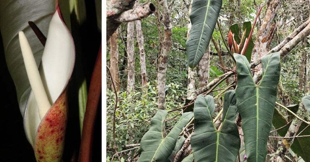 Nova espécie de filodendro é descoberta no Espírito Santo!