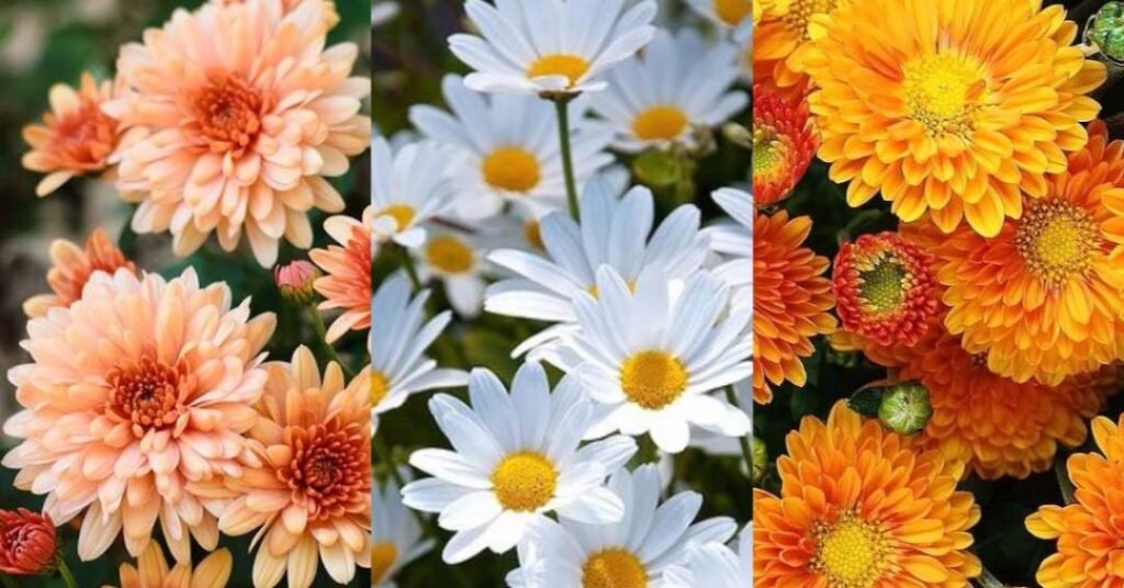 Saiba o que sua flor de aniversário diz sobre sua personalidade