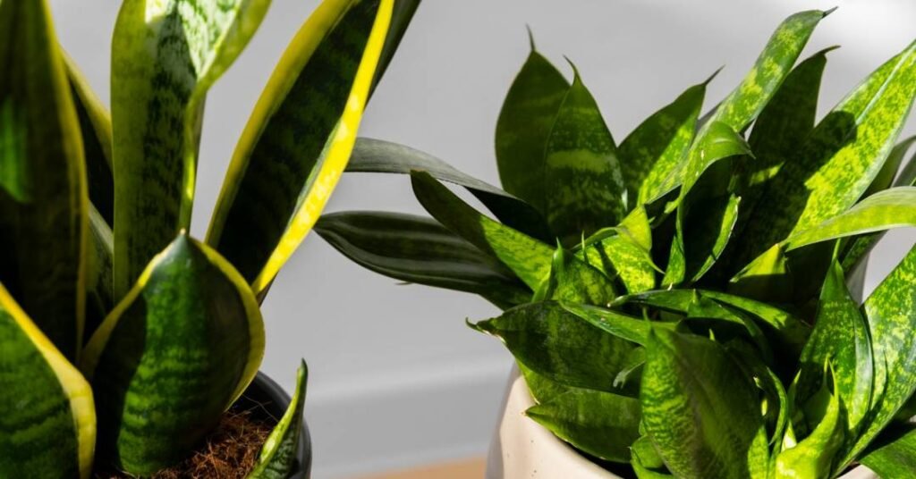 Essas plantas podem atrapalhar a energia da sua casa!