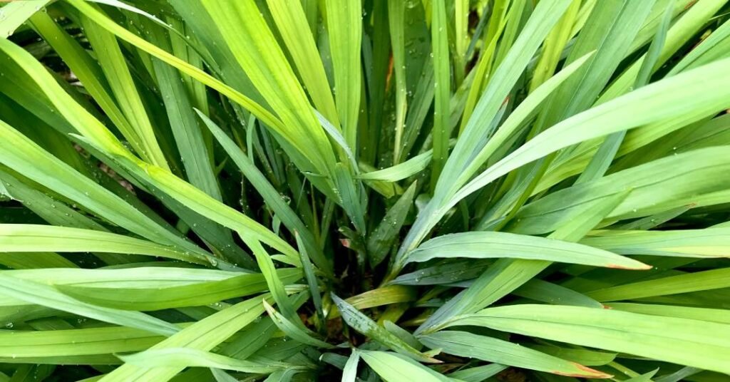 Jardim afasta mosquito em apartamento: veja quais espécies plantar e como fazer um repelente DIY