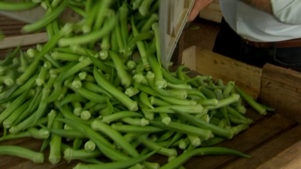 Produtores paulistas colhem safra de quiabo