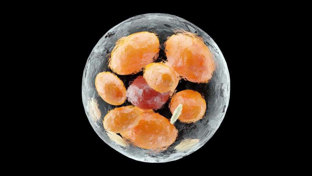 Tipos de gordura: para que elas servem?