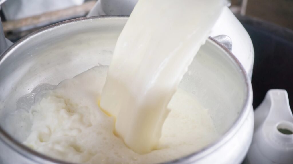 Consumir leite cru oferece riscos à saúde?