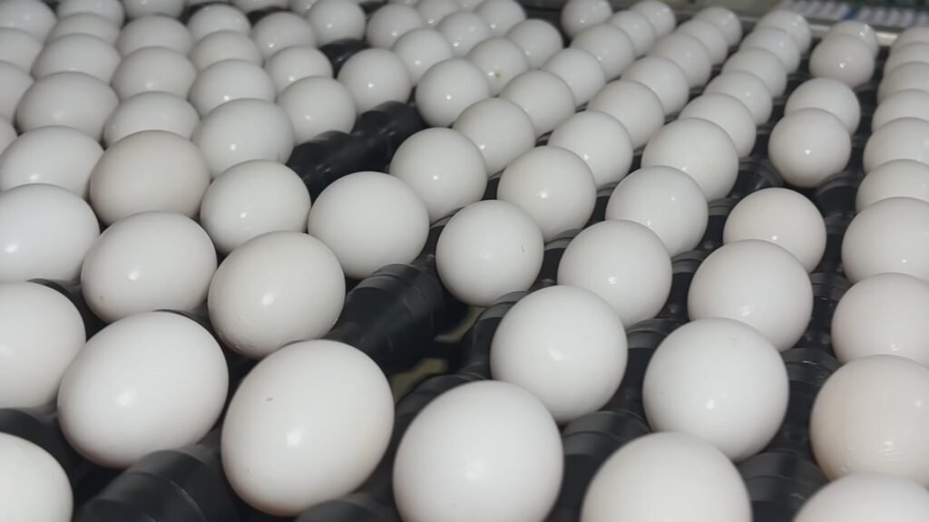 Produtores de ovos se preparam para demanda da Quaresma com preços mais acessíveis