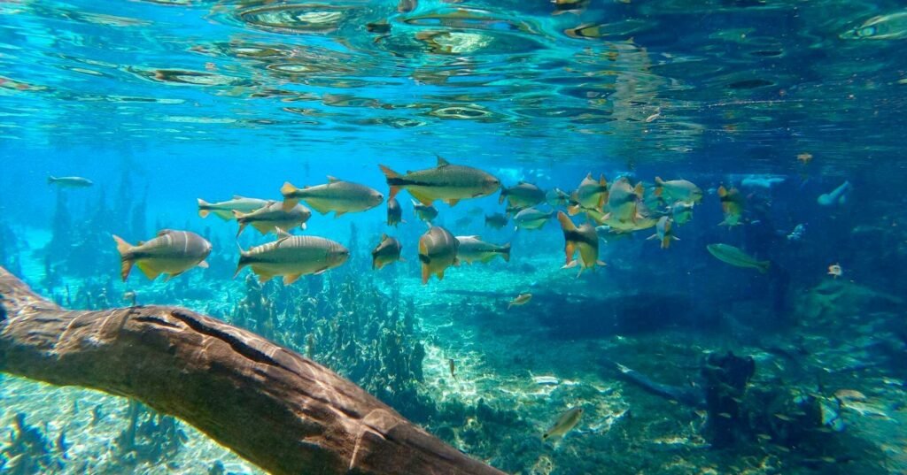 Muito barato! Voos diretos para Bonito a partir de R$ 380 ida e volta, saindo de São Paulo e mais cidades!