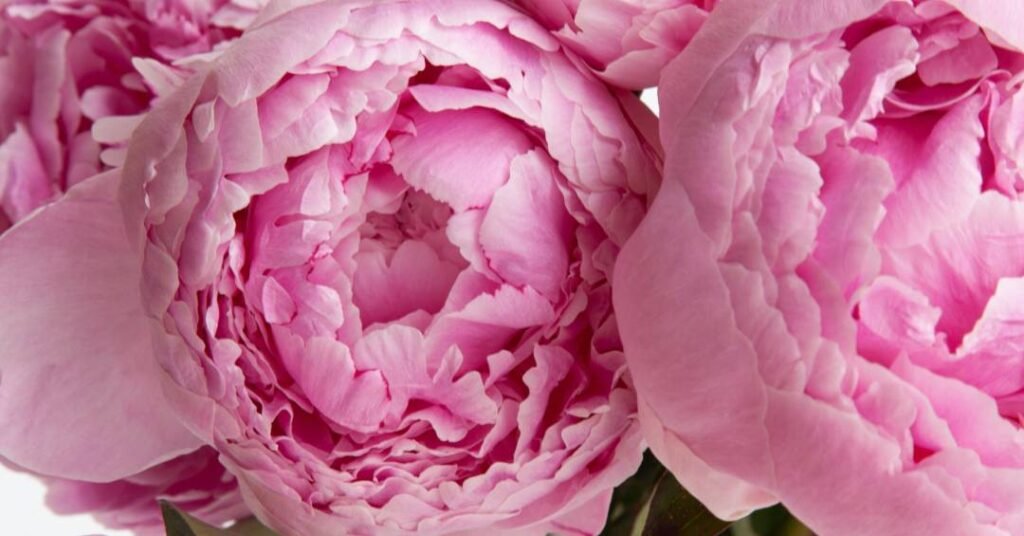 Psicologia das cores nas flores: entenda significado e emoções