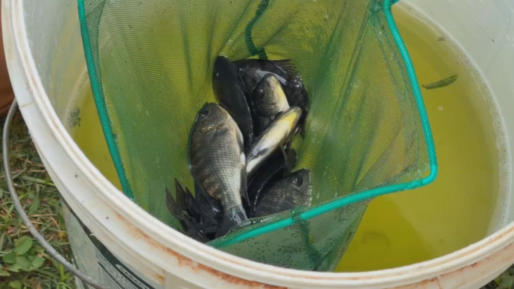 Produção de tilápia em Riolândia (SP) cresce com tecnologia