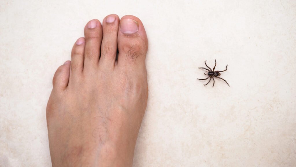 Casos de picadas de aranha disparam em 10 anos: entenda causas, sintomas e identificação