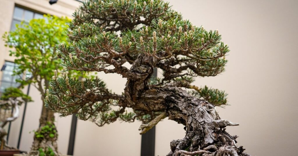A beleza dos estilos de bonsai