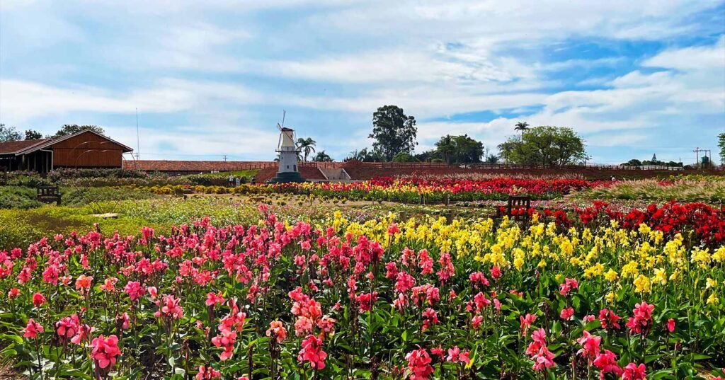 Holambra! Quando ir, como chegar e o que fazer na cidade das flores