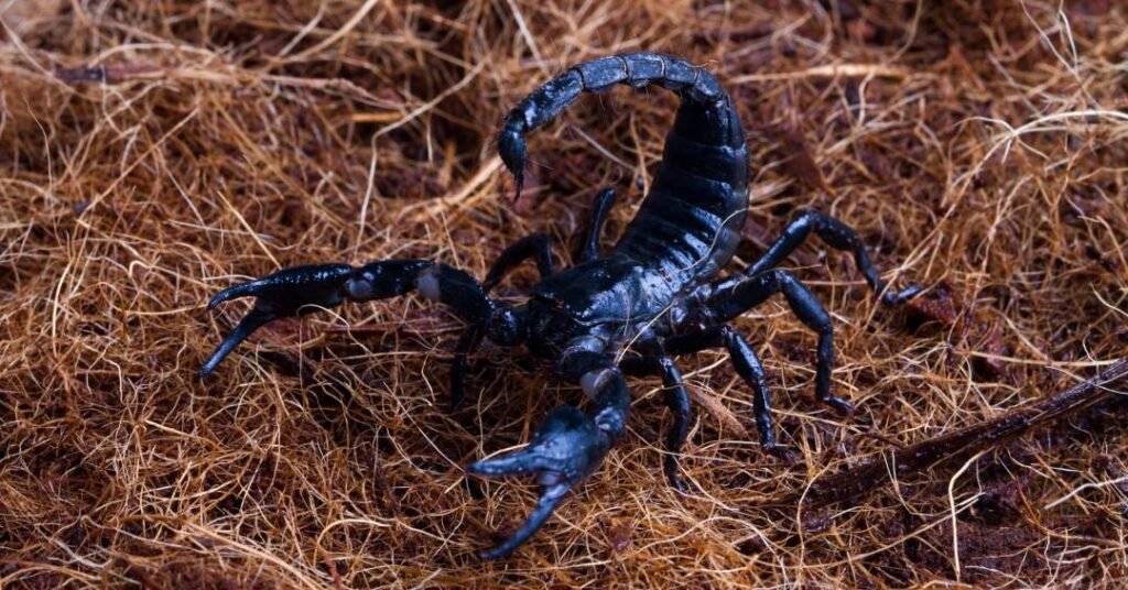 Proteja sua família: como a limpeza doméstica previne escorpiões e acidentes fatais