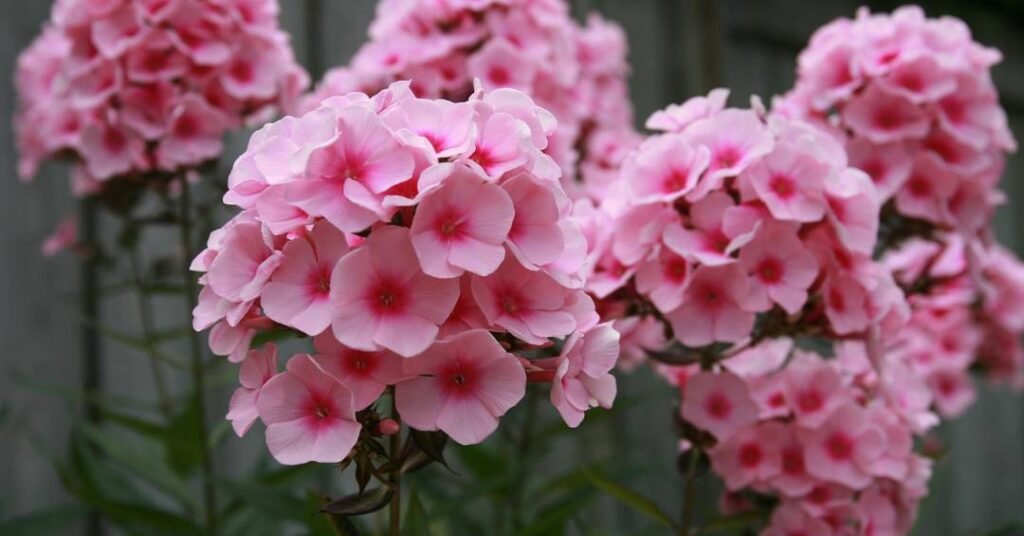 O que plantar em abril? Guia completo para uma horta carregada e um jardim de outono florido