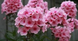 O que plantar em abril? Guia completo para uma horta carregada e um jardim de outono florido