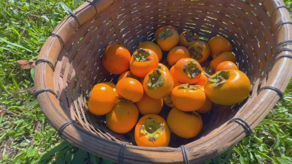 Safra de caqui em SP: produção maior e evento 'colha e pague'